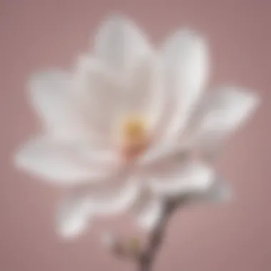 Abstract Magnolia Blossom